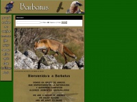 Barbatus.net