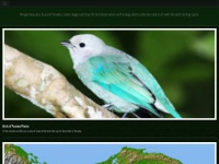Ptybirds.com
