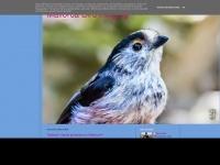 Birdringing-mallorca.blogspot.com