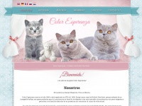 gatoscoloresperanza.com Thumbnail