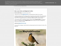 Moroccanbirds.blogspot.com