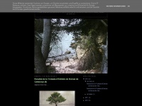 ainvar-bonsai.blogspot.com Thumbnail