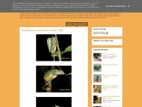 Amazonfrogs.blogspot.com