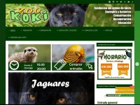 Zoo-koki.com