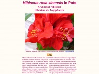 Hibiscus-sinensis.com