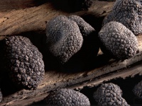 Spanish-truffle.com