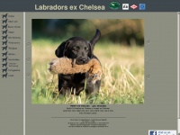 Labradors-ex-chelsea.de