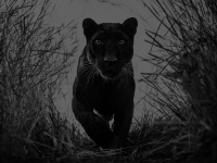 panther-one.com