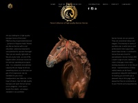 majestic-horses.com