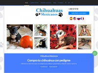Chihuahuasmexicanos.com