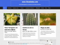 suculentas.com