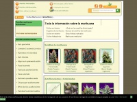 cultivo-marihuana.com Thumbnail